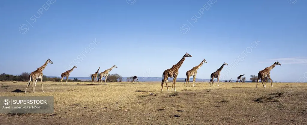 A herd of Masai Giraffe (Giraffa camelopadalis tippelskirchi) stride across the dry, grassy plains of Masai Mara Game Reserve.