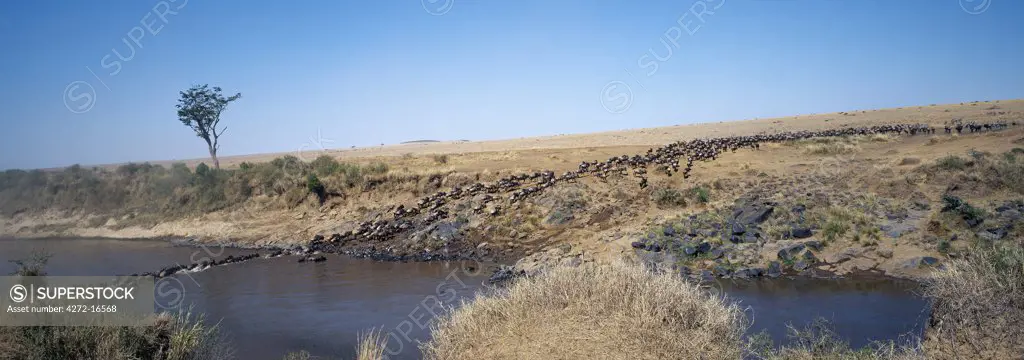 During the annual migration of up to 1.5 million wildebeest  from Serengeti, Tanzania, to the Mara and back each year, the animals ford or swim across the Mara River many times.