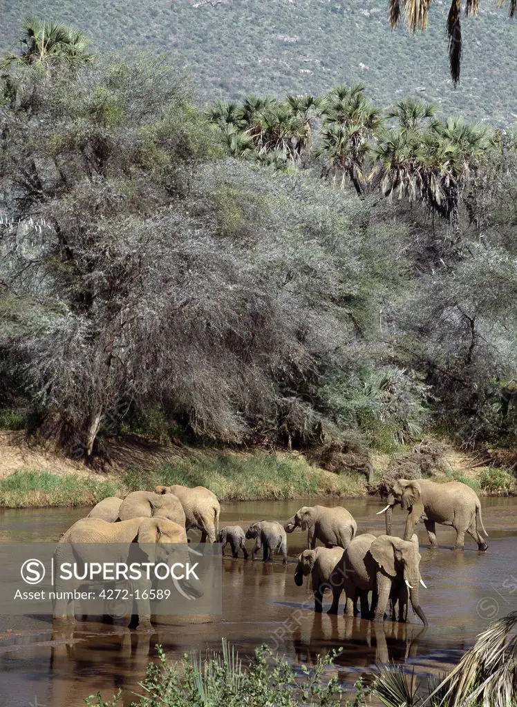 Elephants watering in the Uaso Nyiru River.