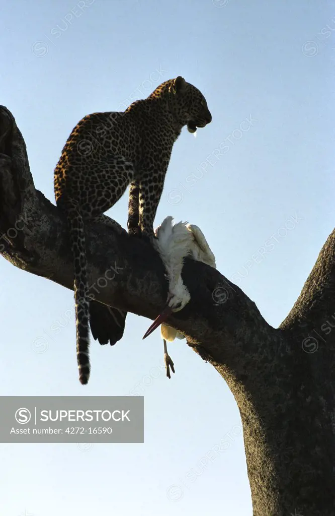 Leopard (Panthera pardus) with Marabou Stork (Leptoptilos crumeniferus)