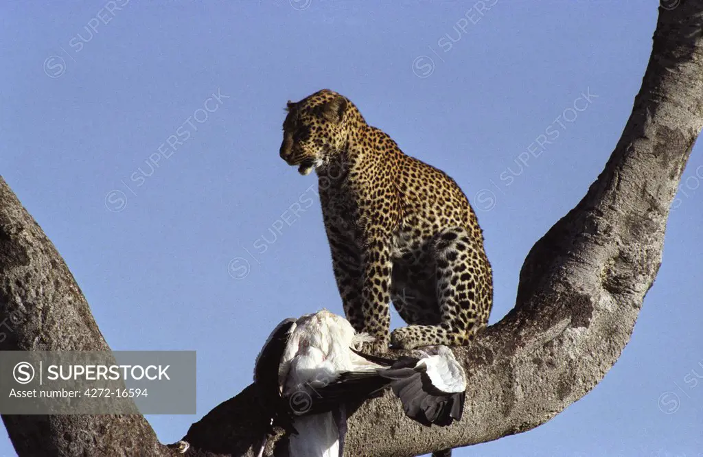 Kenya,  Masai Mara.  Leopard (Panthera pardus) with Marabou Stork (Leptoptilos crumeniferus)