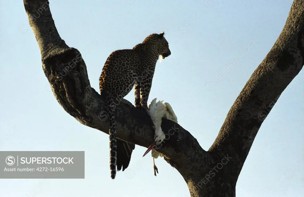 Leopard (Panthera pardus) with Marabou Stork (Leptoptilos crumeniferus)