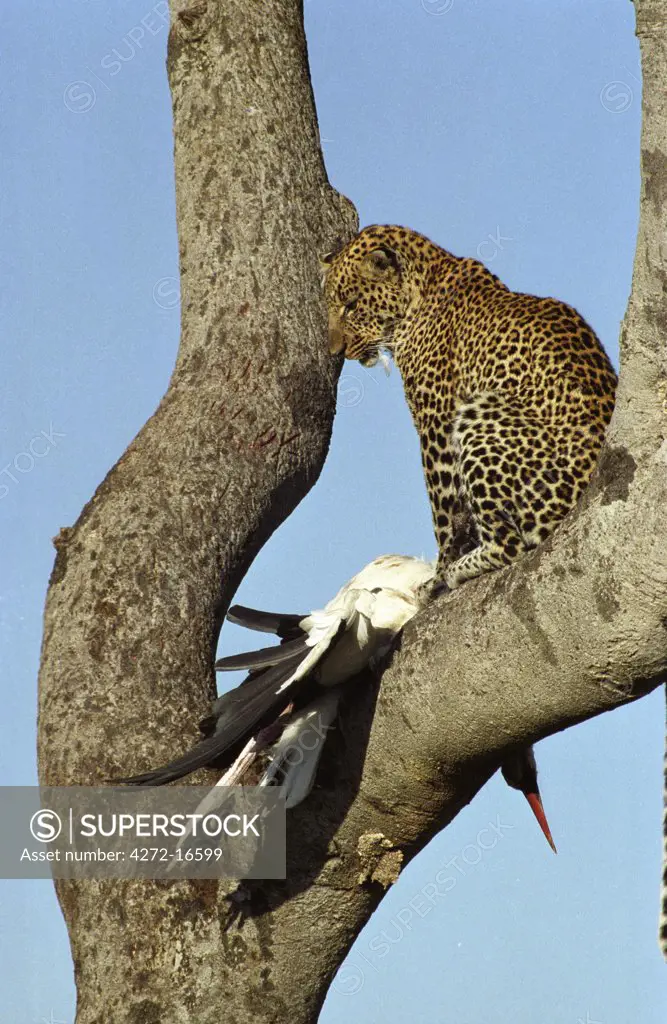 Kenya,  Masai Mara.  Leopard (Panthera pardus) with Marabou Stork (Leptoptilos crumeniferus)