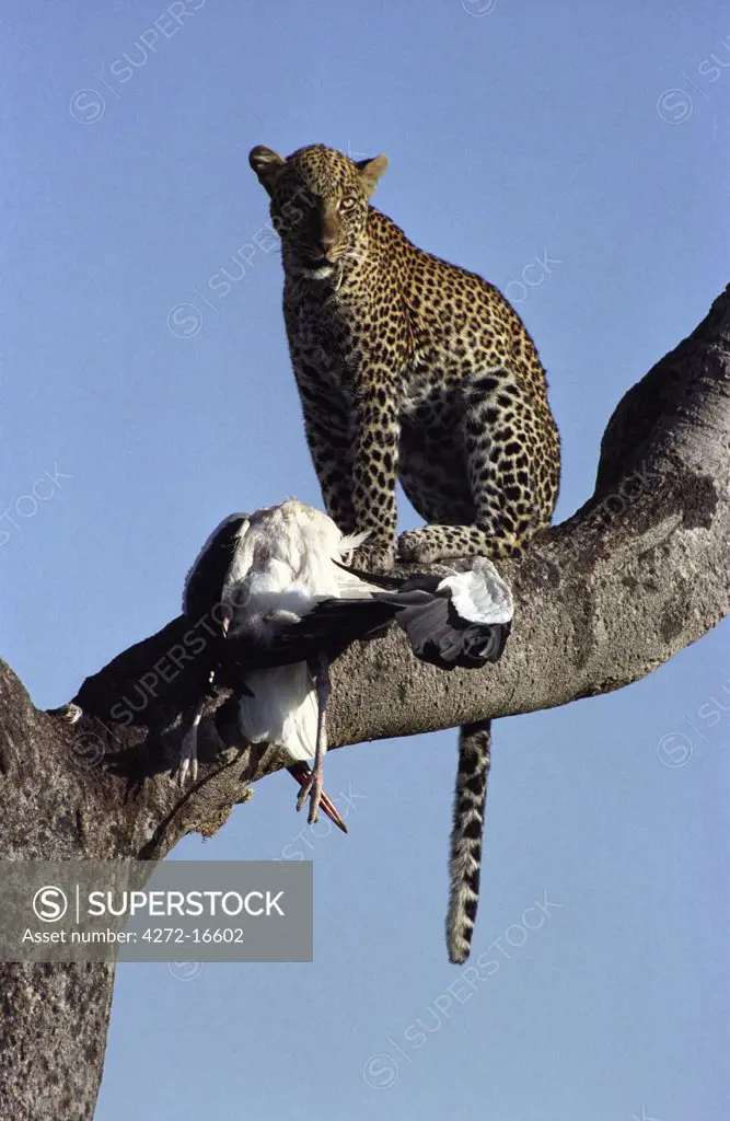 Kenya,  Masai Mara.  Leopard (Panthera pardus) with Marabou Stork (Leptoptilos crumeniferus)