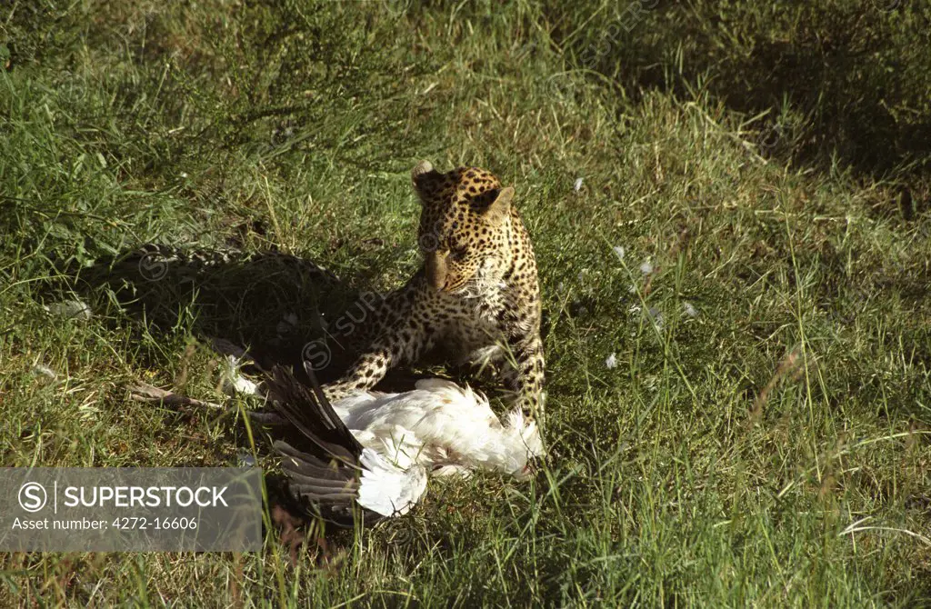 Kenya,  Masai Mara.  Leopard (Panthera pardus) with Marabou Stork (Leptoptilos crumeniferus) on the ground