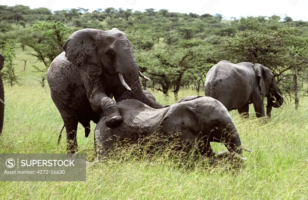 Elephants mating - January - (Loxodonta africana)