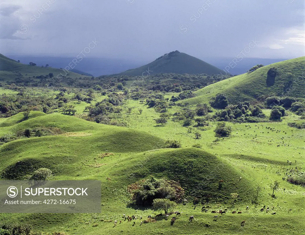 Cone-shaped hills dot the landscape on the 7,000-foot-high Chyulu Hills. This beautiful range is of relatively young volcanic origin.