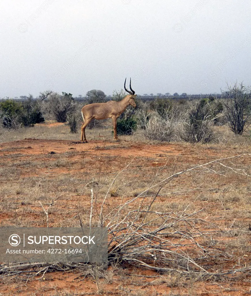 An Hirola or Hunters hartebeest keeps watch from a termite mound in the scrubland of Kenyas Tsavo East National Park.  This antelope is classified by IUCN as Threatened but it more likely to be in danger of imminent extinction due to the long drawn out troubles in war torn Somalia, which was its principal habitat.