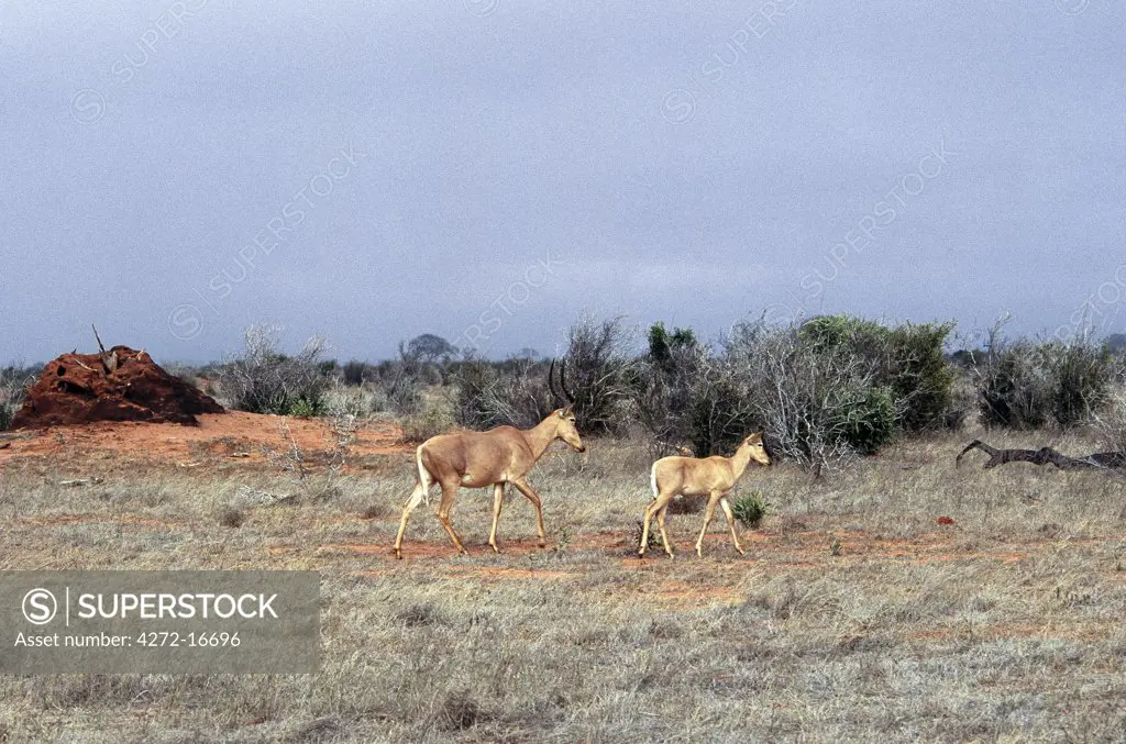 A small herd of Hirola or Hunters hartebeest  cross arid scrubland in Kenyas Tsavo East National Park.  This antelope is classified by IUCN as Threatened but it more likely to be in danger of imminent extinction due to the long drawn out troubles in war torn Somalia, which was its principal habitat.