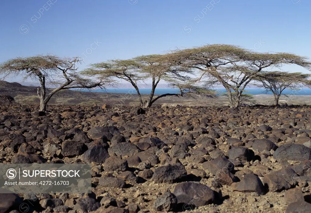 Lava boulders cover vast tracts of infertile land on the eastern side of Lake Turkana.  Often referred to as the Jade Sea due to its distinctive colour, Lake Turkana is a true desert lake, receiving 95% of its inflow from the Omo River, which rises in the highlands of Ethiopia.