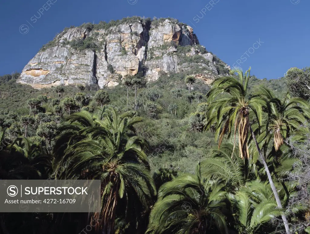 A prominent rock outcrop stands at the northern end of Mount Nyiru, a holy mountain of the pastoral Samburu.   Doum palms (foreground) and Euphorbia trees grow on the mountain slopes.