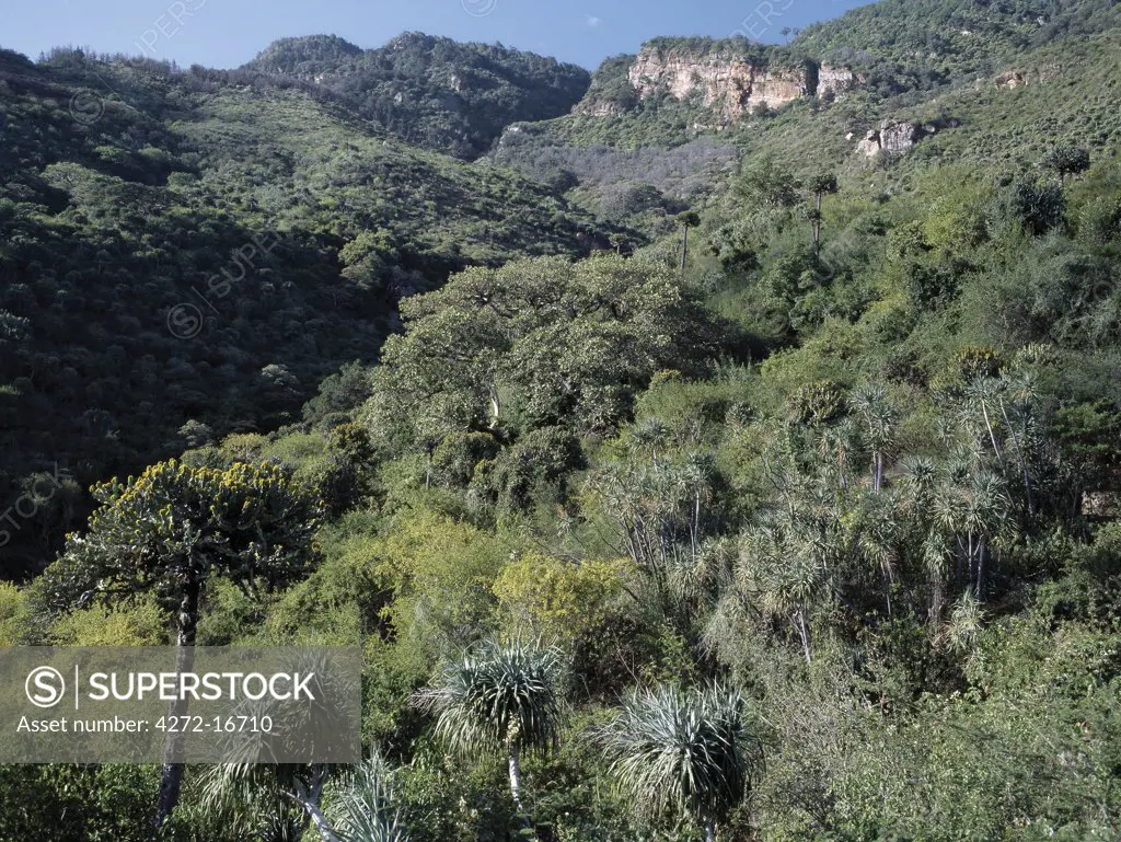 Vegetation on the northern slopes of Mount Nyiru, a holy mountain of the pastoral Samburu people. Nyiru rises from semi-arid country to over 9,000 feet and is forested on top.  A yellow flowering Euphorbia tree can be seen at the left of the picture.