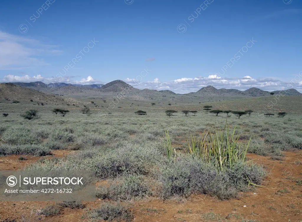 Semi arid thorn scrub best describes the vegetation of northern Samburuland where semi nomadic pastoralists eke out a living from an unforgiving land.  The region is characterised by grand vistas, poor soil and an unreliable rainfall.