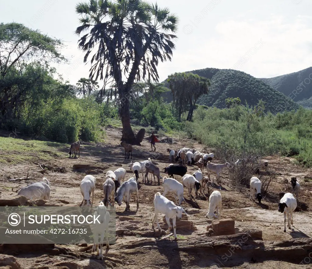 A Samburu boy herds his family's goats in the semi-arid terrain of northern Samburuland, a region characterised by grand vistas, poor soil and an unreliable rainfall.  The palms are doum palms (Hyphaene compressa), which grow widely in Kenya.