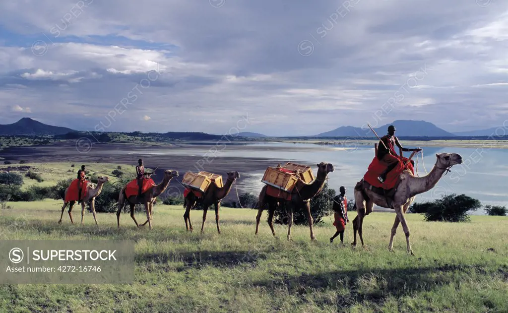 Maasai men lead a camel caravan laden with equipment for a 'fly camp' (a small temporary camp) close to Lake Magadi in beautiful late afternoon sunlight.