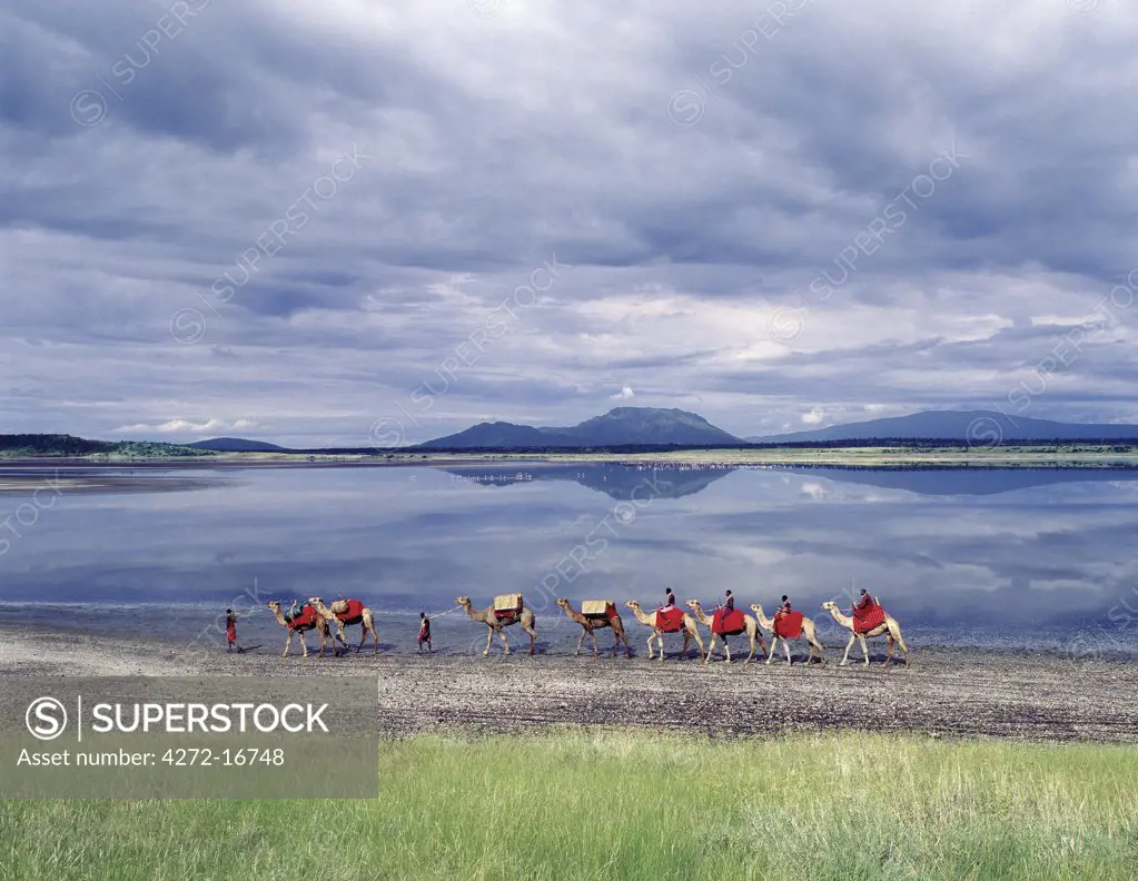 In the early morning, Maasai men lead a camel caravan laden with equipment for a 'fly camp' (a small temporary camp) along the shores of Lake Magadi.