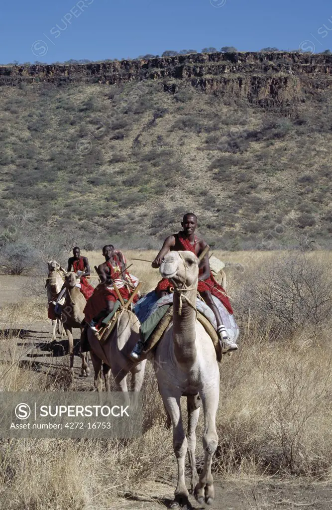 Maasai men ride camels in the dry bush country at Olorgasailie, situated between Nairobi and Lake Magadi.