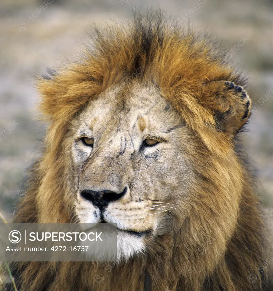 A fine male lion. Adult male lions weigh up to 500lb. They begin to grow manes at the age of eighteen months, which will not fully develop until the age of five or six.