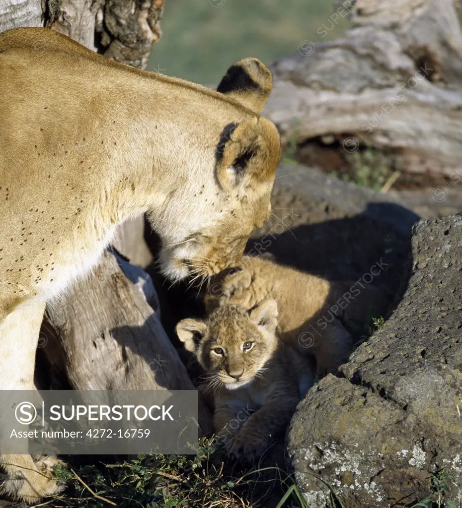 A lioness and her cubs.  For the first six to eight weeks of their lives, cub will be concealed in a thicket or rocky outcrop when their mother goes hunting.  When she returns, she will call them out of hiding with a soft, throaty 'eoaw-ugh'.