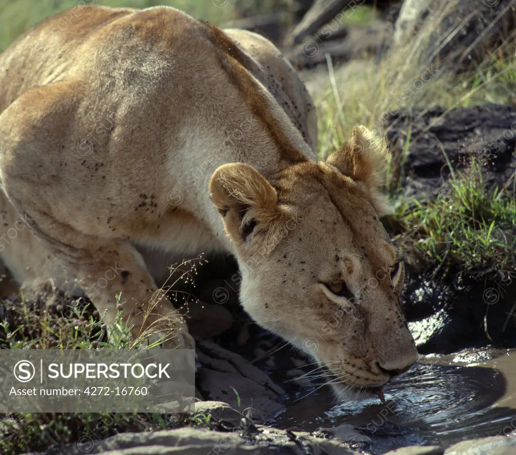 A lioness drinking from a muddy pool.
