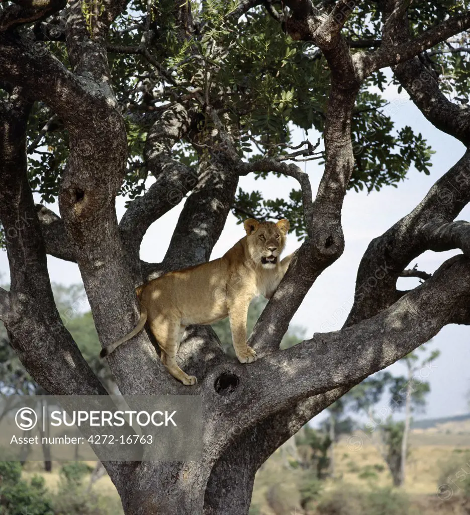 A young male lion looks intently at animals grazing on the plains from his commanding position in a tree.