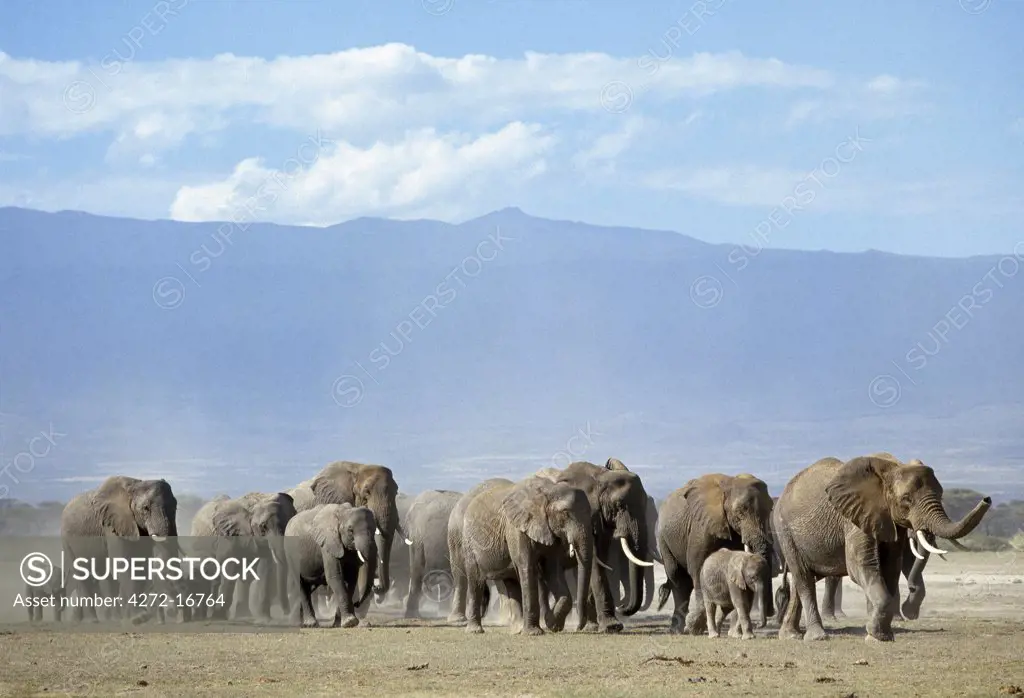 A herd of elephants moves across the Amboseli plains. Elephants are gregarious, living in family groups consisting of related cows and their offspring.  They are led by an old female, known as a matriarch.  Sometimes, family groups met up to form large herds.
