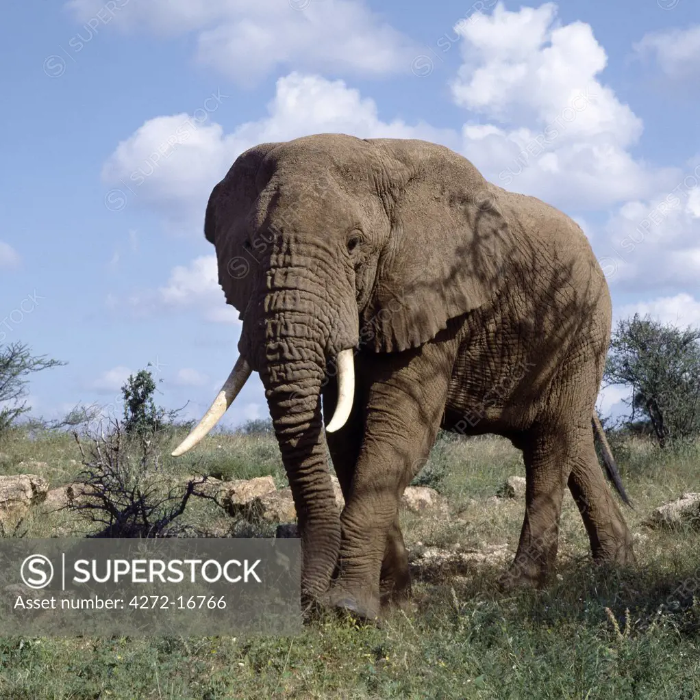 A bull elephant in the Samburu National Game Reserve.   Elephants are the colour of the soil where they live by taking regular dust baths to keep away flies and other biting insects.