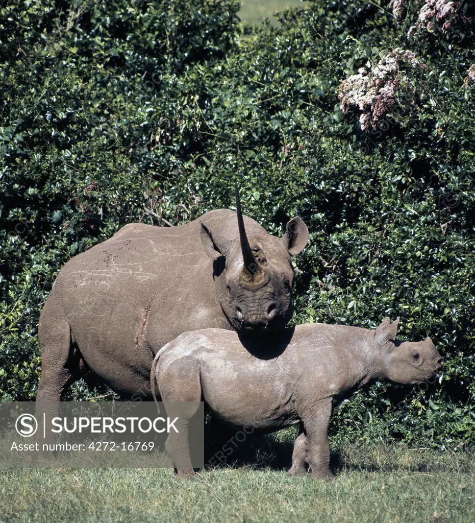 A black rhino and calf in the Salient of the Aberdare National Park. A mother normally will drive away her offspring before a new birth.  The interval between births is between two and five years.