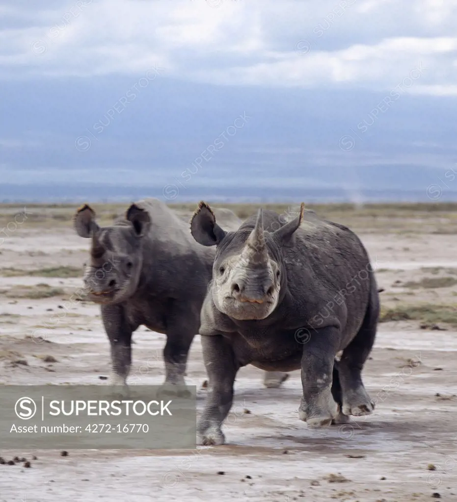 Two black rhinos on the open plains at Amboseli. Poaching of this severely endangered species led to its extermination in this region in the late 1980's. Rhinos have very poor eyesight and are prone to charge at the slightest noise or disturbance.