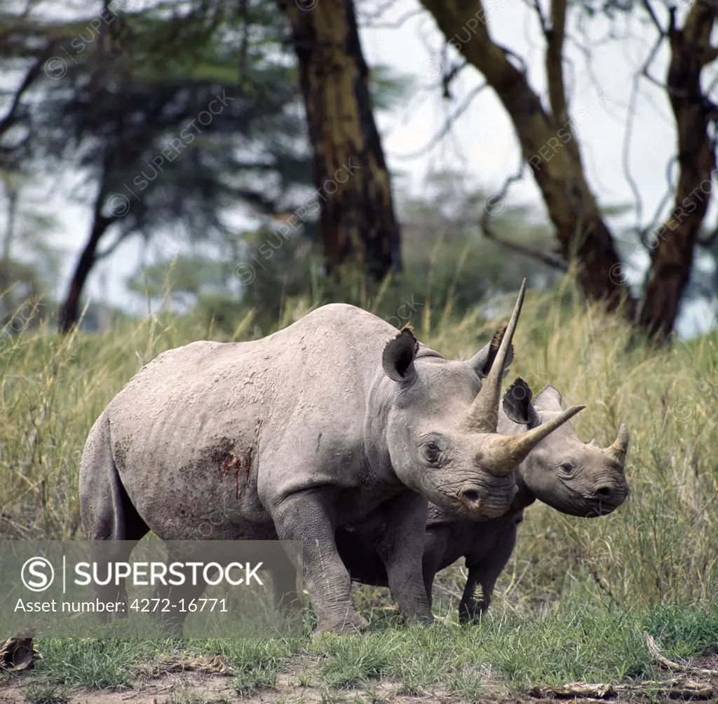 A black rhino and calf in Amboseli.  Their skin colour is the result of the mud wallows they frequent in the friable soil of the area. A mother will normally drive off her offspring before a new birth.