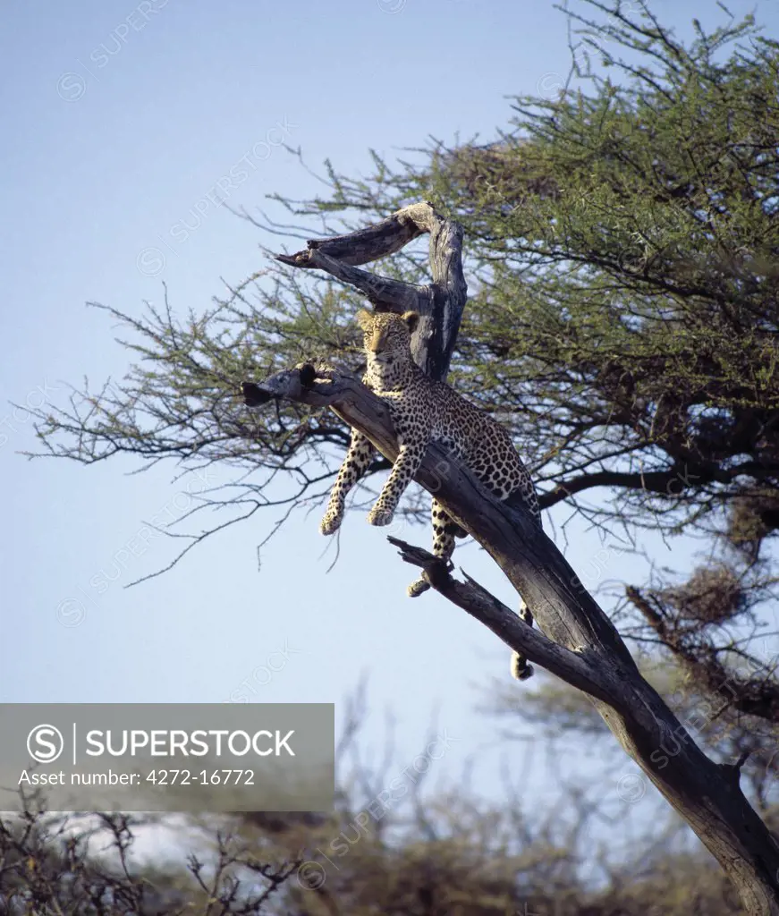 A leopard rests on the dead branch of an Acacia tortilis tree in Samburu National Game Reserve.