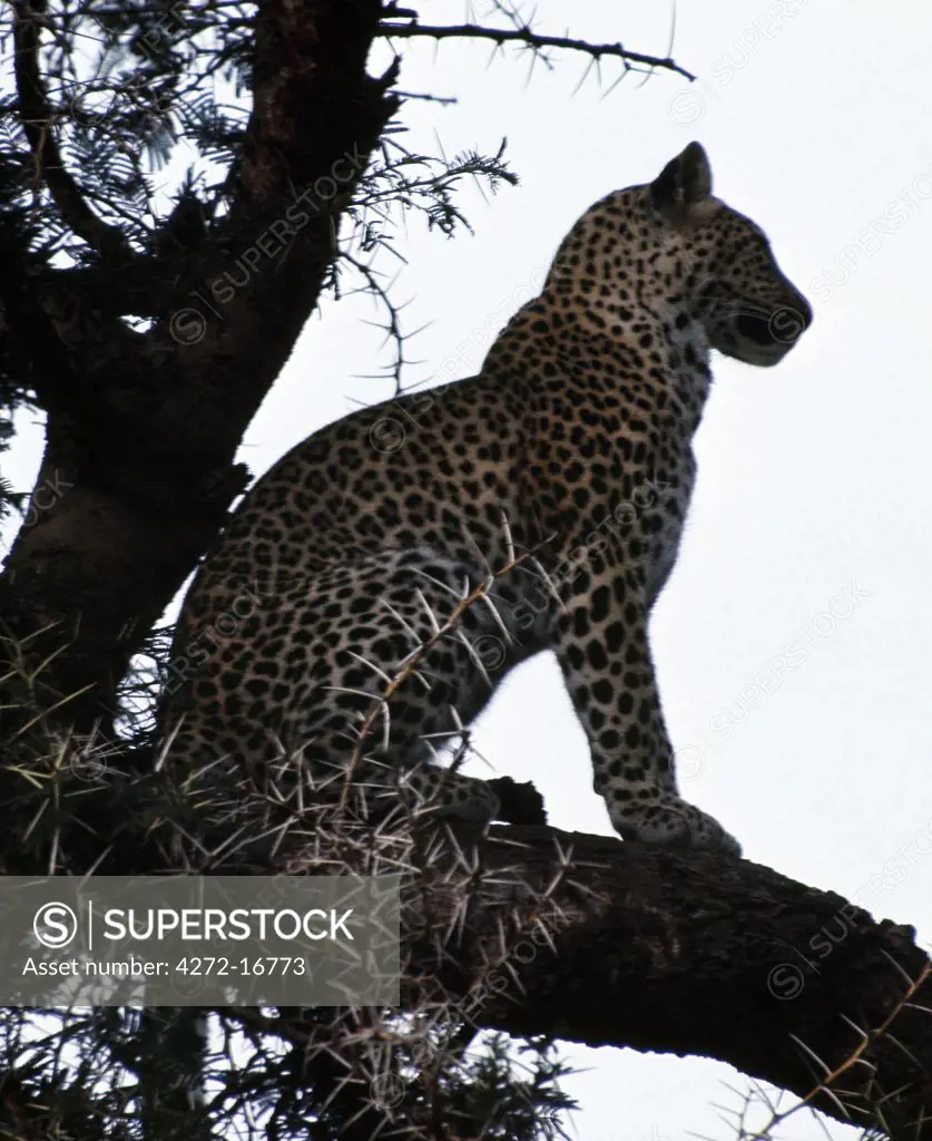 At dusk, a leopard keeps a lookout for an unwary antelope from its comfortable perch on the branch of an Acacia tortilis tree in Samburu National Game Reserve