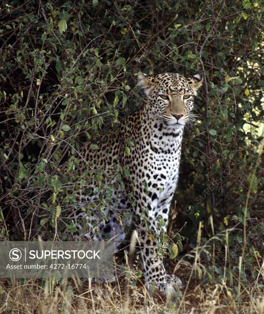 A leopard in Samburu National Game Reserve