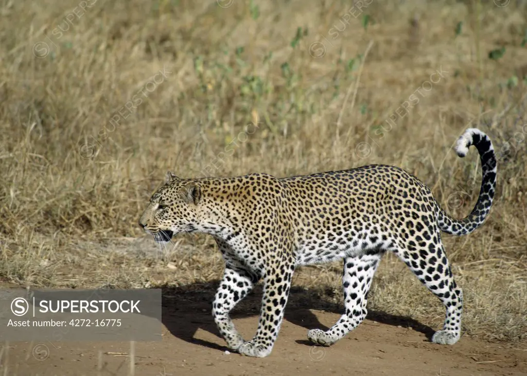 A leopard walks purposefully in the golden light of early morning.