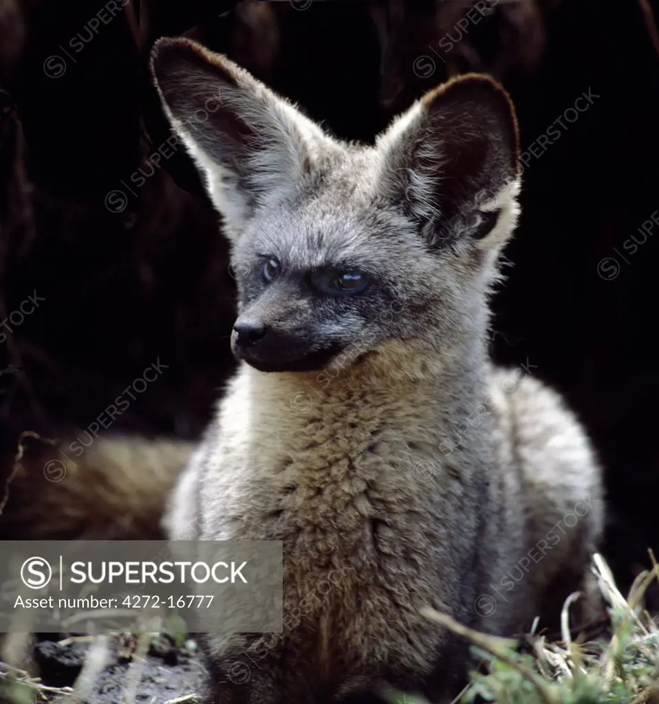 A bat-eared fox at the entrance to its burrow. These long-limbed, large eared 'foxes' feed on termites, beetles and other invertebrates.