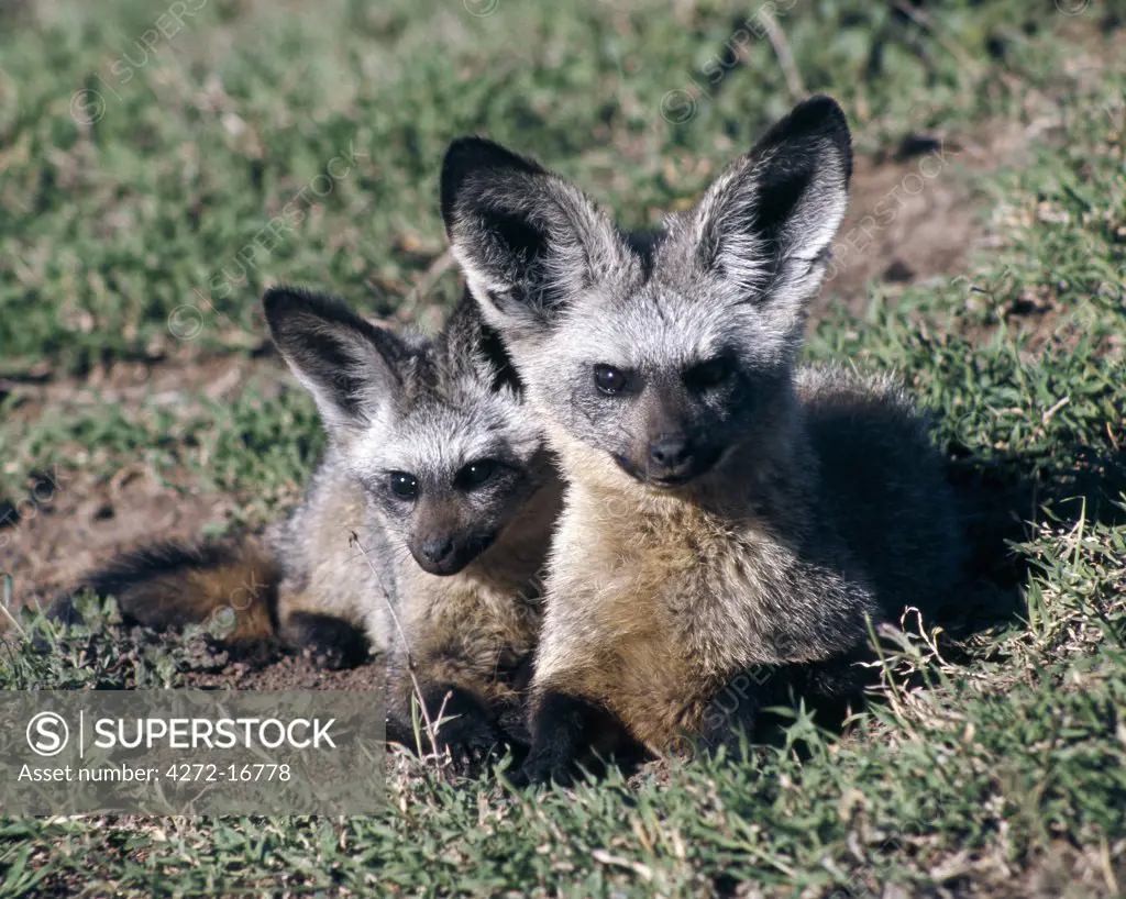 A pair of bat-eared foxes.  These long-limbed, large eared 'foxes' feed on termites, beetles and other invertebrates.