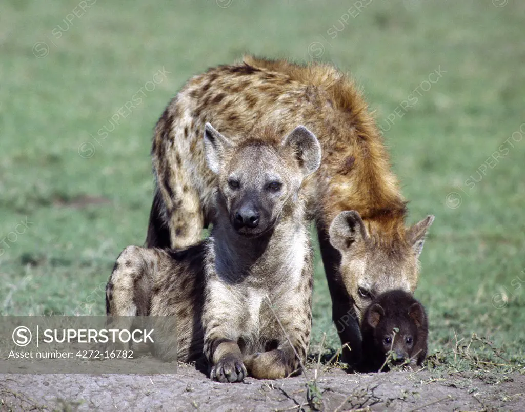 A spotted hyena family on the Masai Mara plains Hyena cubs are born with dark fur and are temporarily blind. However, they are sufficiently big at eight months to join in at a kill even though they will continue to suckle their mothers until 18 months old.