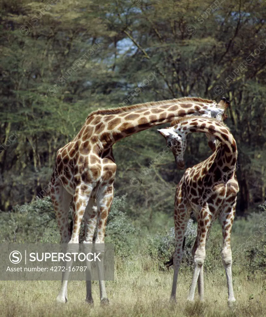 Two Rothschild giraffes 'neck' in Lake Nakuru National Park. Necking is a contest of strength and dominance undertaken by adult males or young giraffes, which stand shoulder to shoulder and aim arching blows to each other's head.