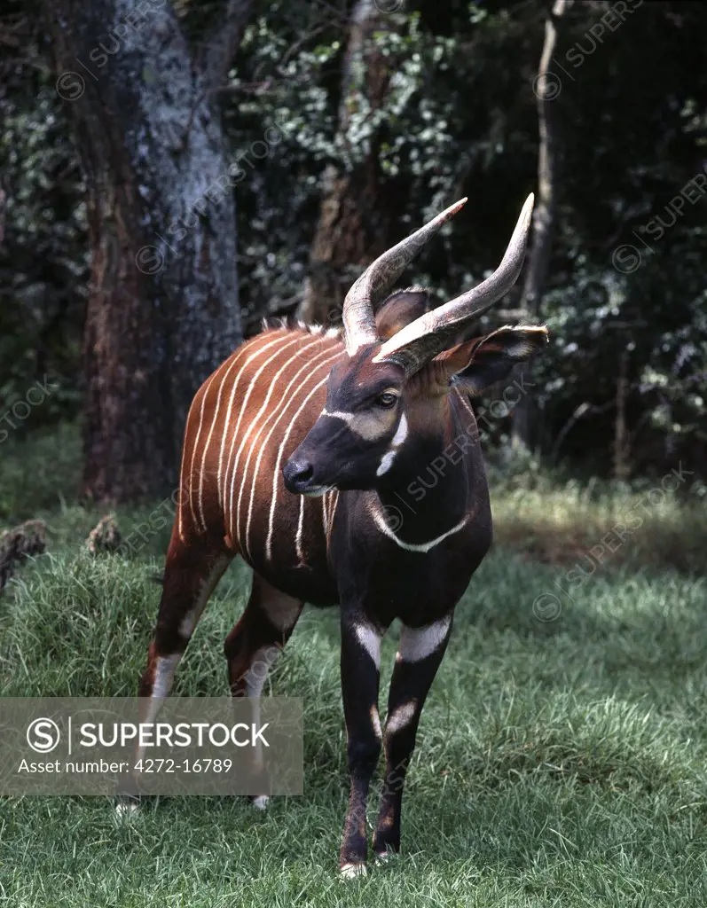 A Bongo bull in a forest clearing. The range in Kenya of this thickset, reddish-brown antelope is restricted to high altitude forests; as such, they are rarely seen. Both males and females have lyre-shaped horns with pale tips but only bulls darken with age until they are almost black.