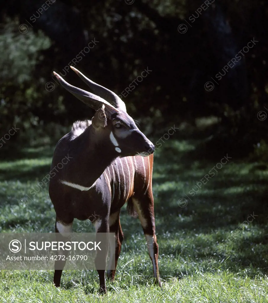 A Bongo bull in a forest clearing.  The range in Kenya of this thickset, reddish-brown antelope is restricted to high altitude forests; as such, they are rarely seen. Both males and females have lyre-shaped horns with pale tips but only bulls darken with age until they are almost black.