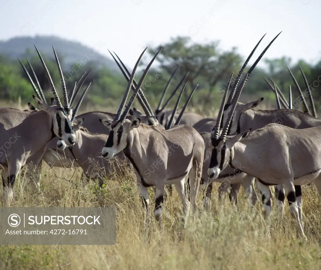 A herd of oryx in the Samburu National Reserve of Northern Kenya. The distinctive markings and long straight horns of these fine antelopes set them apart from other animals of the northern plains. They inhabit arid areas, feeding on grass and browse. Their ability to stay without water is greater than that of the camel.