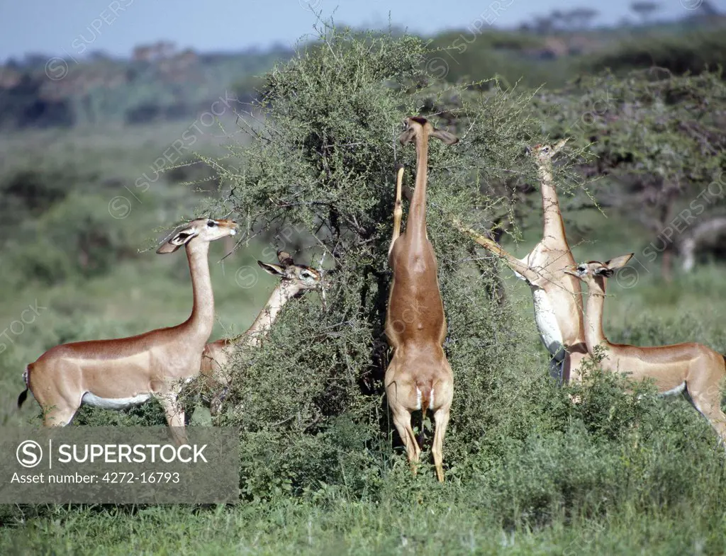 A group of gerenuk  feed in the Samburu National Reserve of Northern Kenya. Strictly browsers, they can often been seen feeding on branches six feet high by standing on their wedge shaped hooves, supported by their strong hind legs.