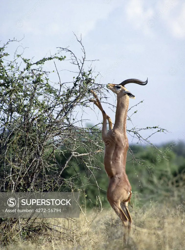 A male gerenuk feeding in the Samburu National Reserve of Northern Kenya. Strictly browsers, gerenuk can often been seen feeding on branches six feet high by standing on their wedge shaped hooves, supported by their strong hind legs.