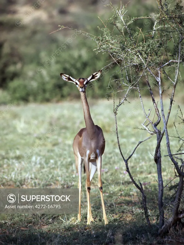 A female gerenuk in the Samburu National Reserve of Northern Kenya. Their long necks and large ears distinguish them from other gazelles. Only females do not have horns. Strictly browsers, gerenuk can often been seen feeding on branches six feet high by standing on their wedge shaped hooves, supported by their strong hind legs.