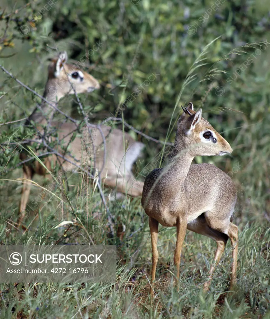 Two dikdiks in the Samburu National Reserve of Northern Kenya. They are territorial and live in monogamous pairs.  Only males have small horns. Well adapted to semi arid lands, they are completely independent of water, obtaining all the moisture they need from their food.
