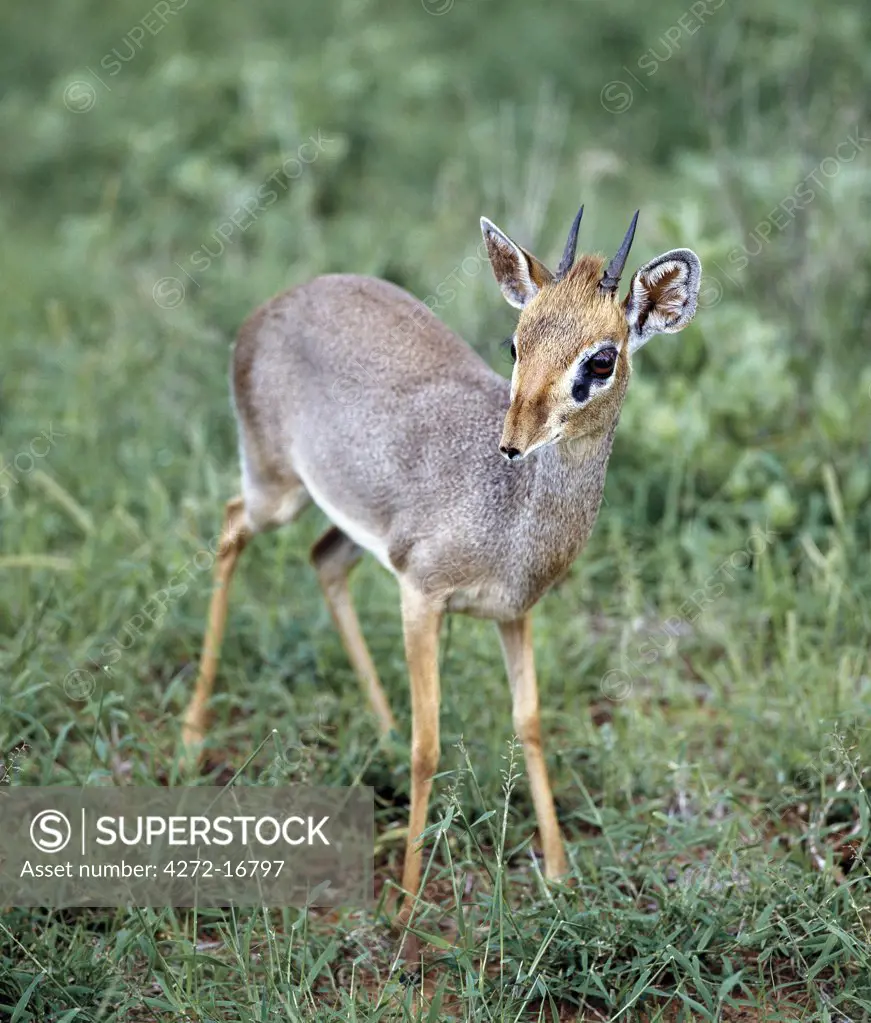 A dikdik in the Samburu National Reserve of Northern Kenya. Didiks are territorial and live in monogamous pairs.  Only males have small horns. Well adapted to semi arid lands, they are completely independent of water, obtaining all the moisture they need from their food.