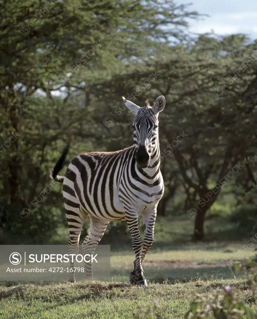 A common or Burchell's zebra near Maralal, Northern Kenya.  This muscular horse-like animal has a relatively short neck and sturdy legs, and can be seen grazing on Kenya's grassy plains.  The largest herds congregate during the dry season