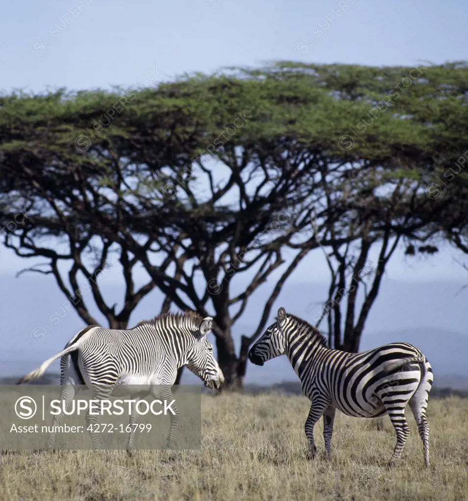 A common or Burchells zebra stands close to a Grevys zebra in Northern Kenya, clearly showing the difference between the two species.  The Grevys zebra is the most northerly representative of the zebra family, inhabiting dry bush country.