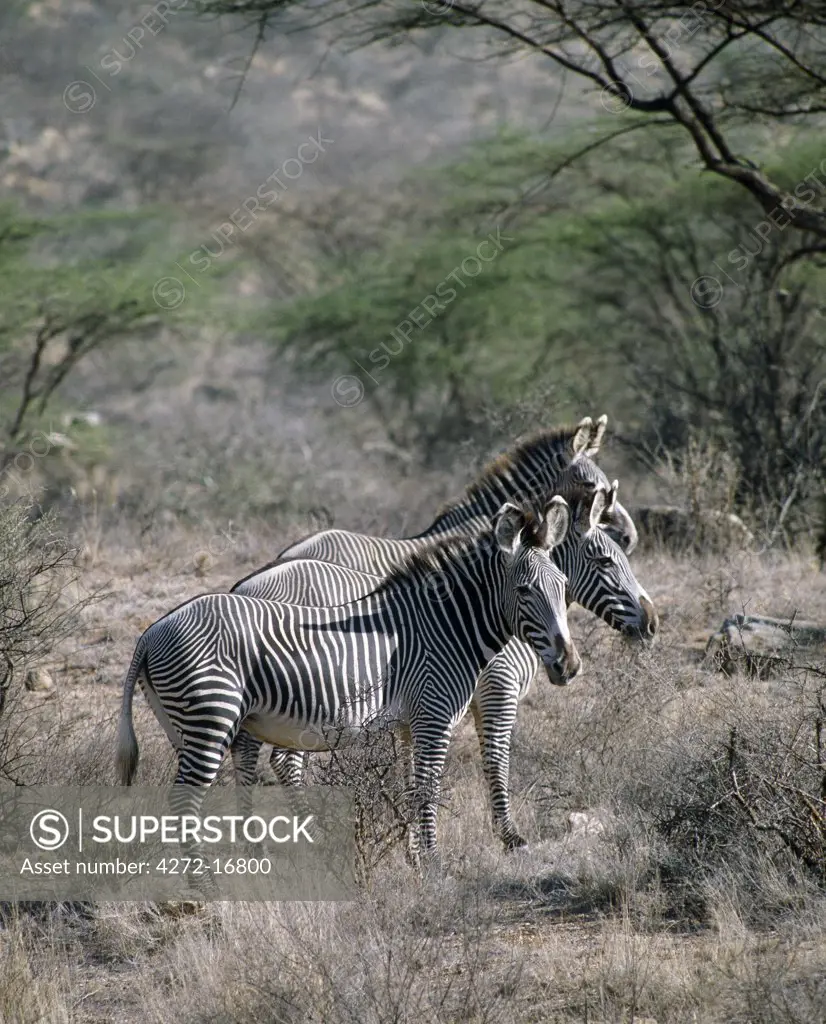 Grevys zebras inhabit dry bush country in Northern Kenya. They are the most northerly representatives of the zebra family and can be distinguished from the common or Burchells zebra by their large frame, saucer shaped ears and close set stripes.