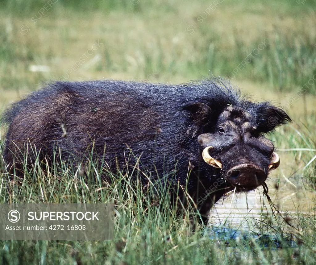 A giant hog, or forest hog, in the Salient of the Aberdare National Park.  Only discovered for science a hundred years ago, these heavily built, long-haired hogs frequent upland forested areas and are rarely seen. Mature males weigh 100lb more than females.